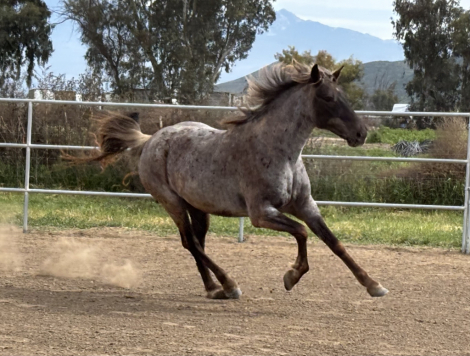 HorseID: 2309229 CCF’s Sweet N Sassy - PhotoID: 1093561