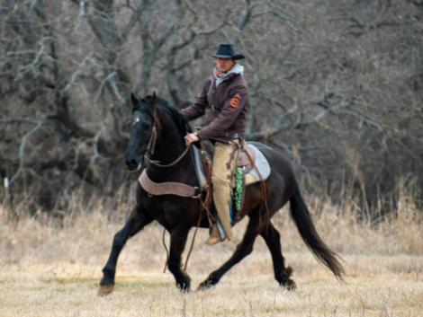 HorseID: 2309231 ROSCOE - PhotoID: 1093562