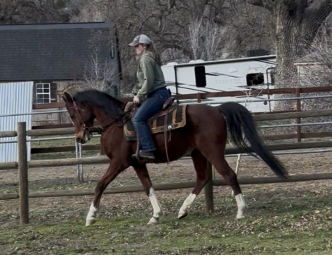 HorseID: 2309234 Charlie - PhotoID: 1093567