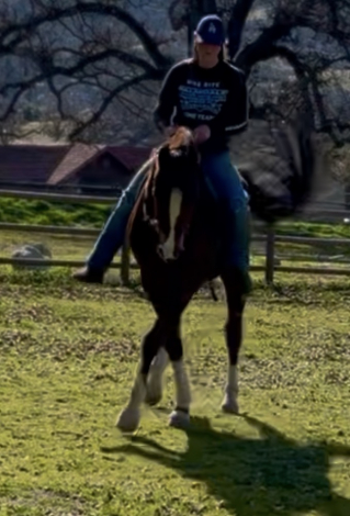 HorseID: 2309234 Charlie - PhotoID: 1093568