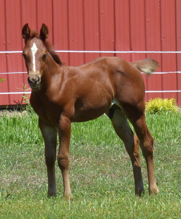 HorseID: 2309235 Ferric Oxide - PhotoID: 1093564