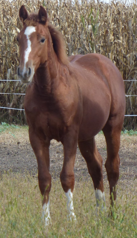 HorseID: 2309236 Maggic Wand - PhotoID: 1093565