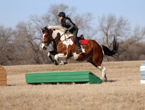 HorseID: 2309237 Goliath - PhotoID: 1093566