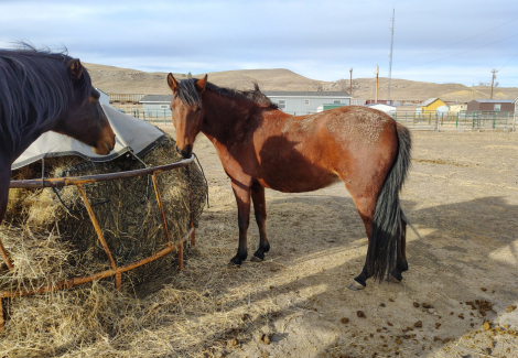 HorseID: 2309238 EP2402 - PhotoID: 1093569