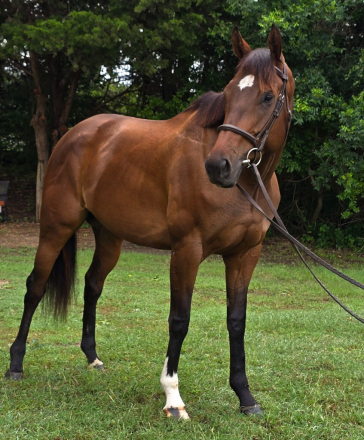 HorseID: 2309241 Marquet Classic - PhotoID: 1093576