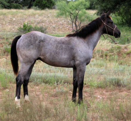 HorseID: 2309244 MT Ricochet Chrome - PhotoID: 1093577