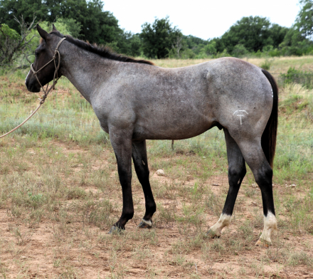 HorseID: 2309244 MT Ricochet Chrome - PhotoID: 1093578