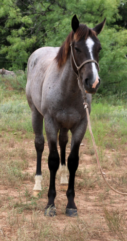 HorseID: 2309244 MT Ricochet Chrome - PhotoID: 1093579