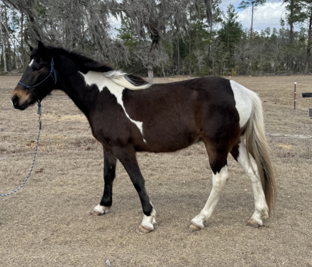 HorseID: 2309246 Ty - PhotoID: 1093581