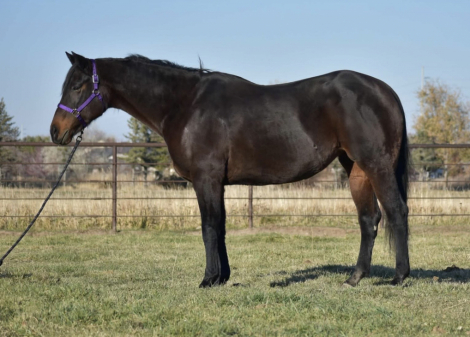 HorseID: 2309257 Hot Jaks - PhotoID: 1093584