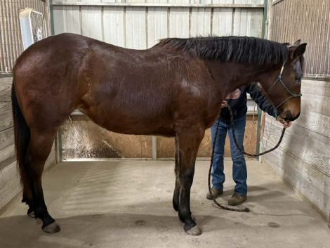 HorseID: 2309258 EZ All The Time - PhotoID: 1093585