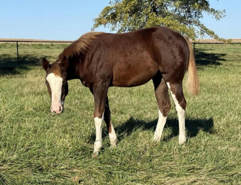 HorseID: 2309259 BestPrinciplesAllTime - PhotoID: 1093586