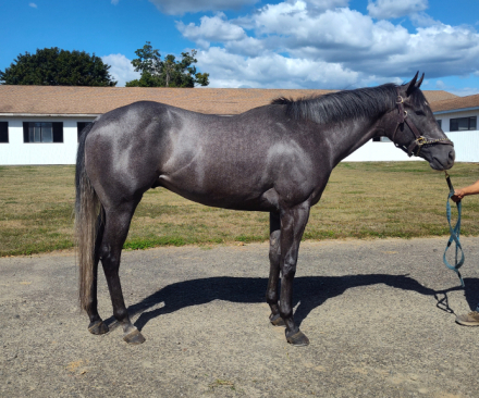 HorseID: 2309268 All Apaulogies - PhotoID: 1093588