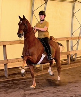 HorseID: 2309270 Mountainview's Illusion - PhotoID: 1093589