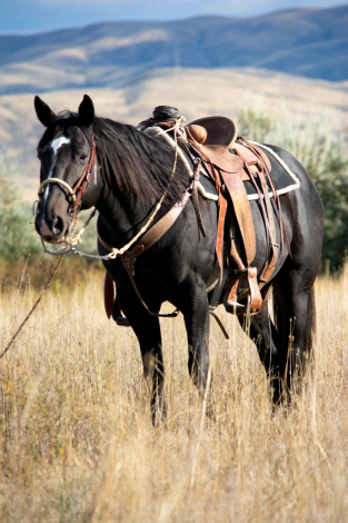 HorseID: 2309272 Dark Desert 45 - PhotoID: 1093704