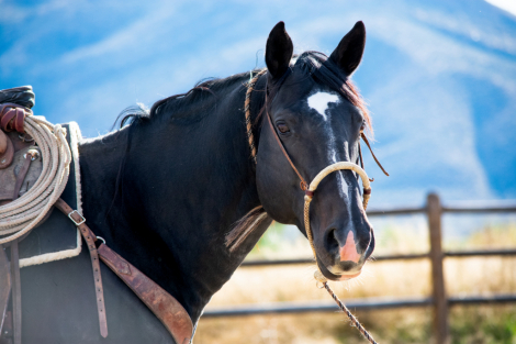 HorseID: 2309272 Dark Desert 45 - PhotoID: 1093705