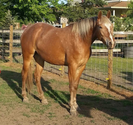 HorseID: 2309276 Castella - PhotoID: 1093594