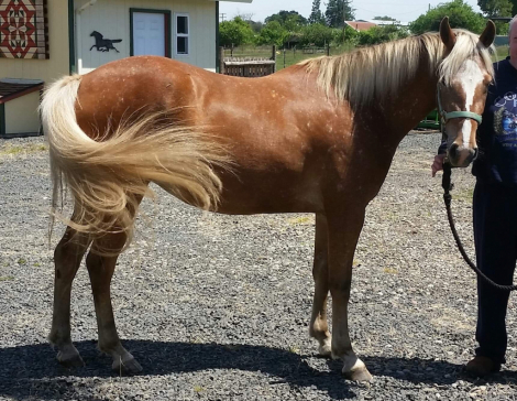 HorseID: 2309276 Castella - PhotoID: 1093595