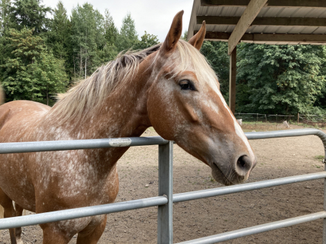 HorseID: 2309276 Castella - PhotoID: 1093596