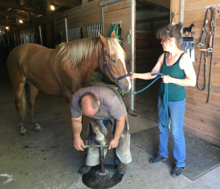 HorseID: 2309276 Castella - PhotoID: 1093597