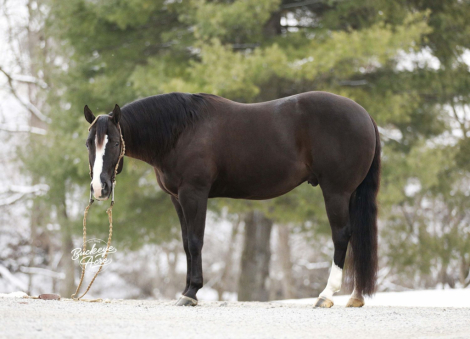 HorseID: 2309277 BLACK MARKETT - PhotoID: 1093599