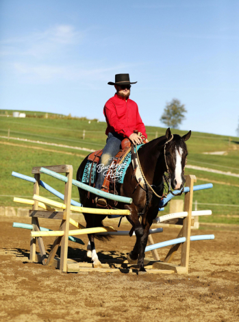 HorseID: 2309277 BLACK MARKETT - PhotoID: 1093600