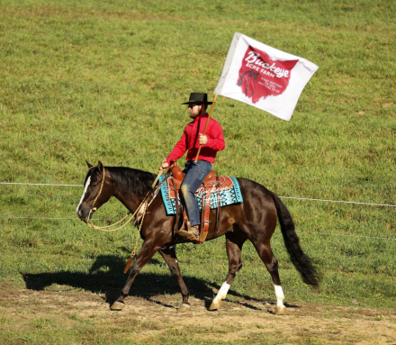 HorseID: 2309277 BLACK MARKETT - PhotoID: 1093601