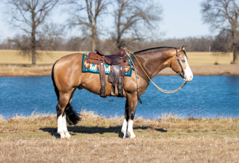 HorseID: 2309279 PALE FACE SHINE - PhotoID: 1093603