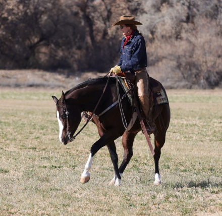HorseID: 2309280 DONT SKIP IRISH - PhotoID: 1093610