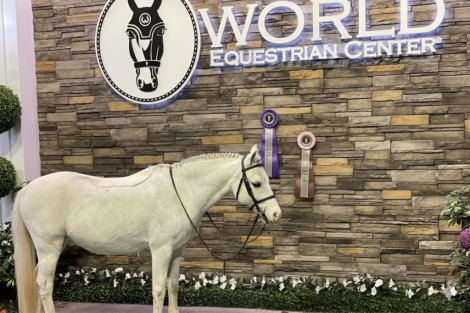 HorseID: 2309281 Champion Hunter - PhotoID: 1093611