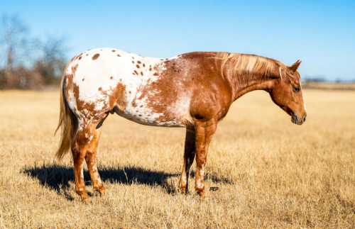 HorseID: 2309282 HE MAKES SORREL SEXY - PhotoID: 1093612