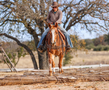 HorseID: 2309282 HE MAKES SORREL SEXY - PhotoID: 1093613