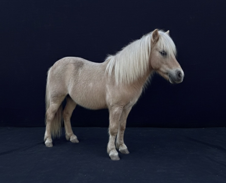 HorseID: 2309286 Ace - PhotoID: 1093617