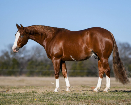 HorseID: 2309287 PALE FACE GANGSTER - PhotoID: 1093618