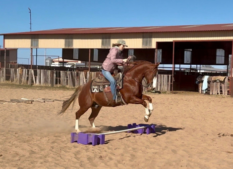 HorseID: 2309287 PALE FACE GANGSTER - PhotoID: 1093620