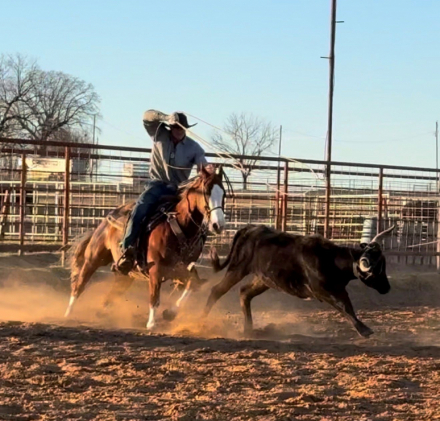 HorseID: 2309287 PALE FACE GANGSTER - PhotoID: 1093621