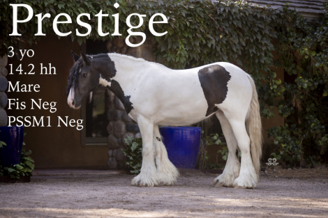 HorseID: 2309288 BD Prestige - PhotoID: 1093647