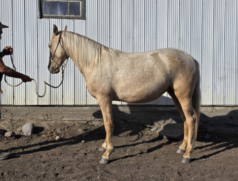 HorseID: 2309289 MDR Golden Tundra Traveler - PhotoID: 1093628