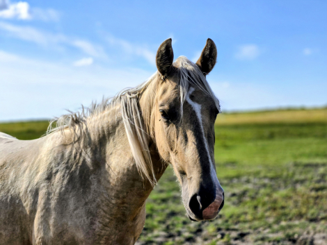 HorseID: 2309289 MDR Golden Tundra Traveler - PhotoID: 1093629