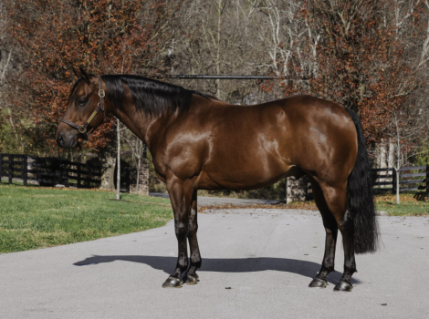 HorseID: 2309291 REST ASSURED - PhotoID: 1093622