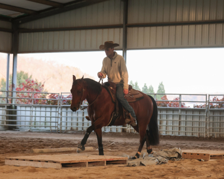 HorseID: 2309291 REST ASSURED - PhotoID: 1093623