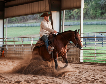 HorseID: 2309291 REST ASSURED - PhotoID: 1093625