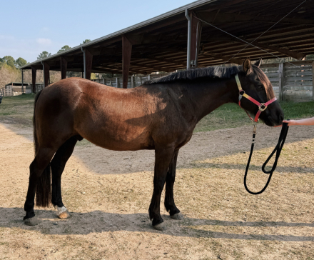 HorseID: 2309293 Romeo - PhotoID: 1093630