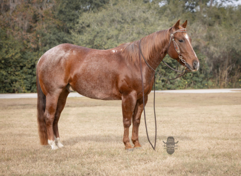 HorseID: 2309294 DENVERS DESIRE - PhotoID: 1093631