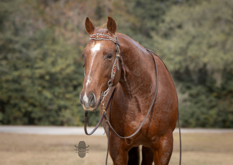 HorseID: 2309294 DENVERS DESIRE - PhotoID: 1093632