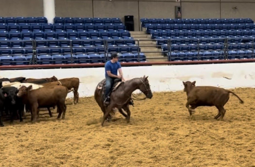 HorseID: 2309294 DENVERS DESIRE - PhotoID: 1093633