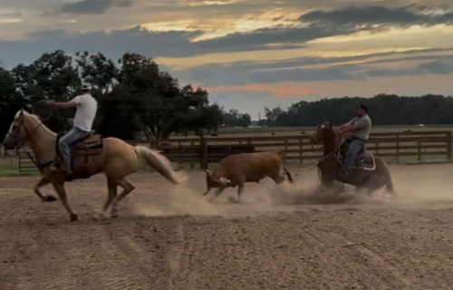 HorseID: 2309294 DENVERS DESIRE - PhotoID: 1093634