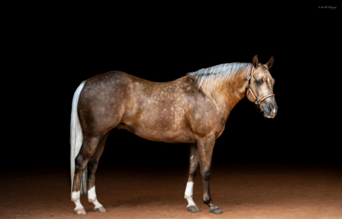 HorseID: 2309296 HEZA HIGH TIME CAT - PhotoID: 1093635