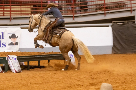 HorseID: 2309296 HEZA HIGH TIME CAT - PhotoID: 1093636