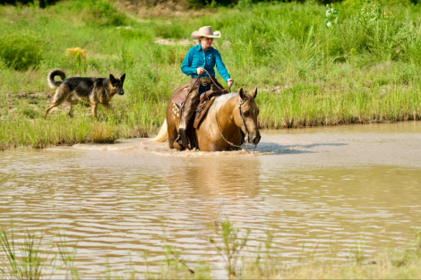 HorseID: 2309296 HEZA HIGH TIME CAT - PhotoID: 1093638